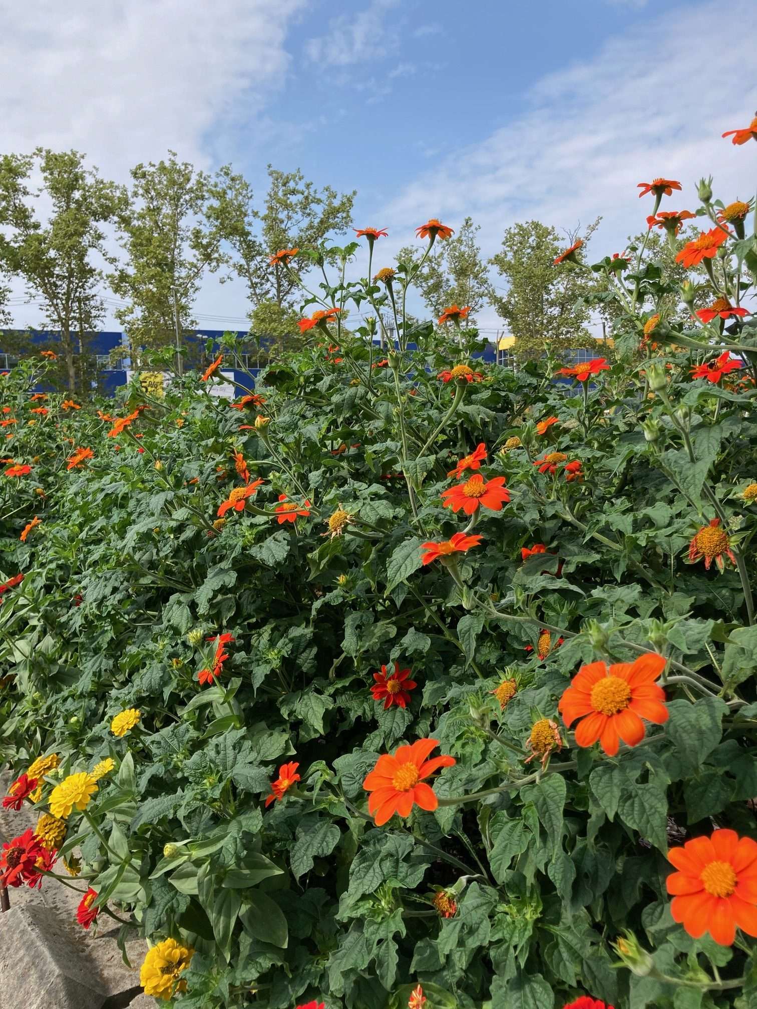 flowers Flowers at Red Hook Farms